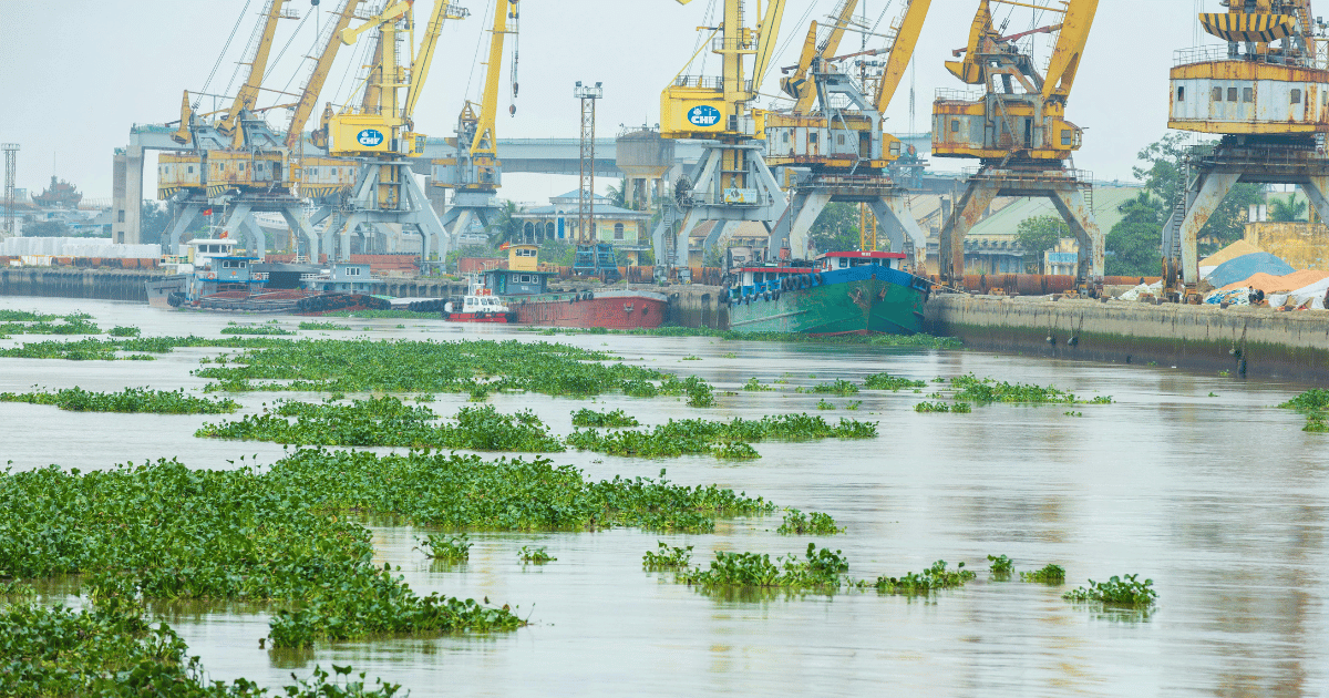 Global Algae Industry Expected to Keep Growing